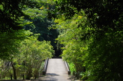 池を渡る橋