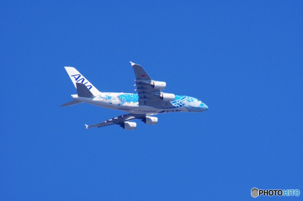 ANA　A380　フライングホヌ