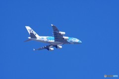 ANA　A380　フライングホヌ