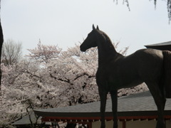 靖国神社の桜