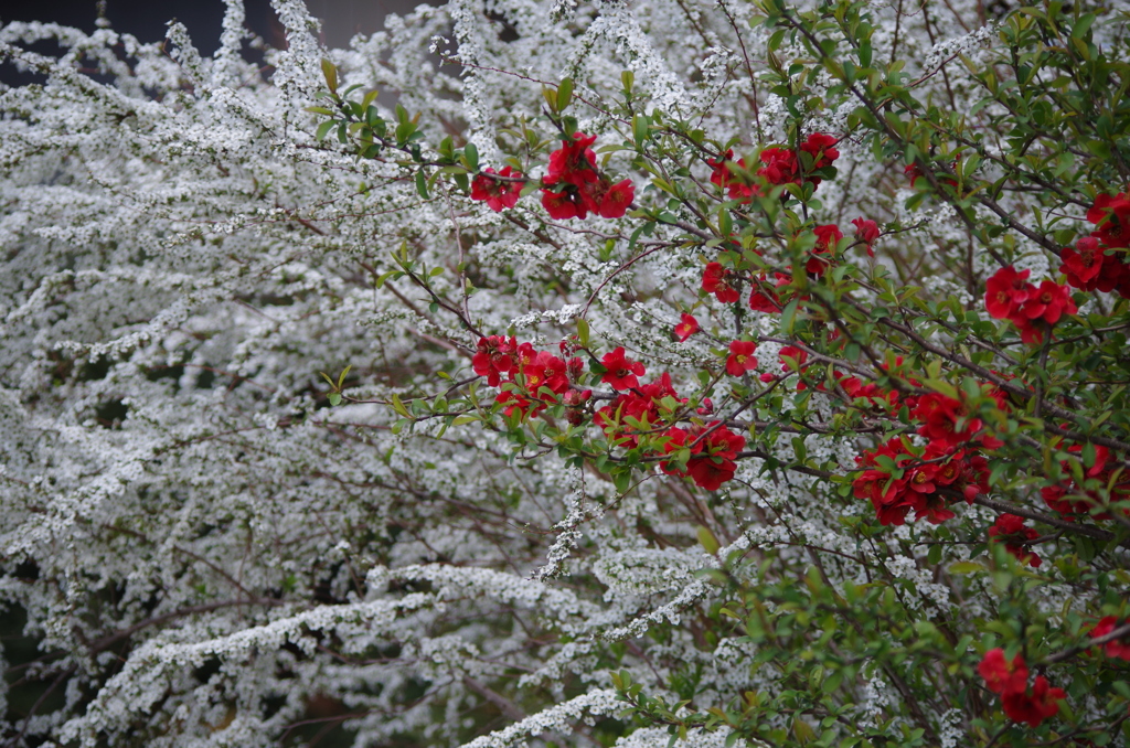 木瓜と雪柳