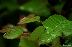 雨粒