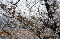 桜の木に住むスズメ達