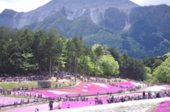 羊山公園の芝桜♪