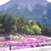 羊山公園の芝桜♪