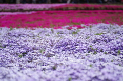 芝桜１