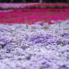芝桜１