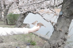 上野公園に集まる人懐っこいすずめ達と桜の木♪