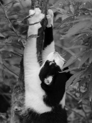 神社のびのびしてる猫神様