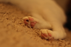 肉球その3