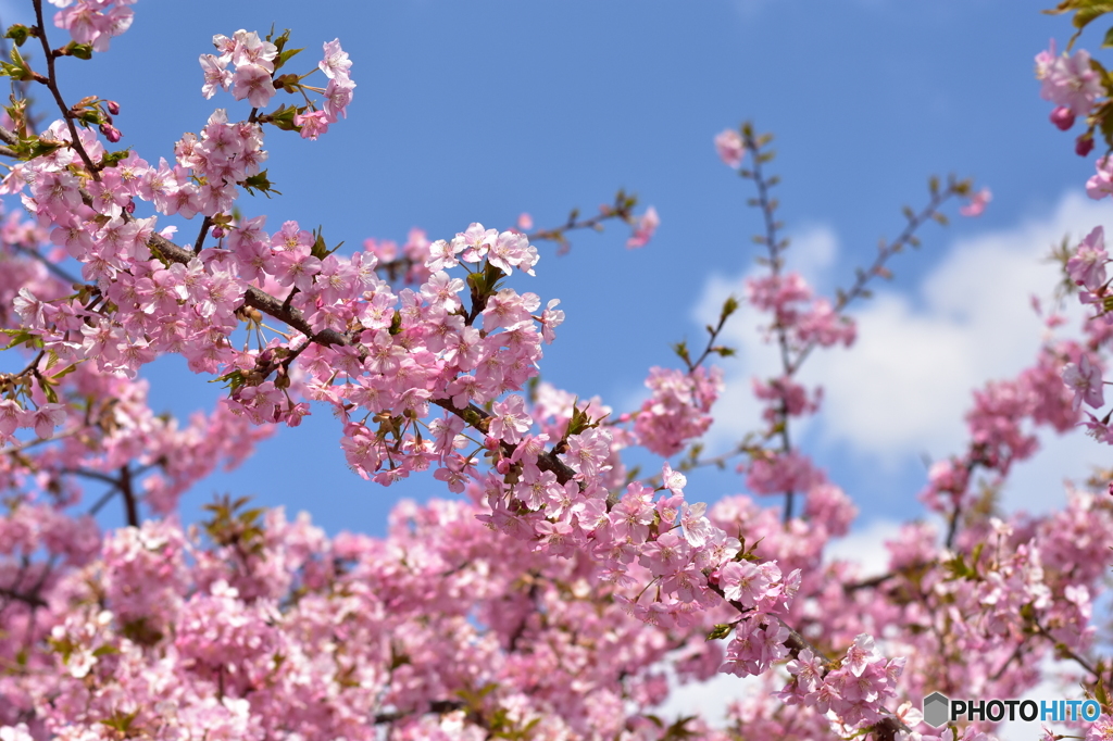 静豊園の河津桜