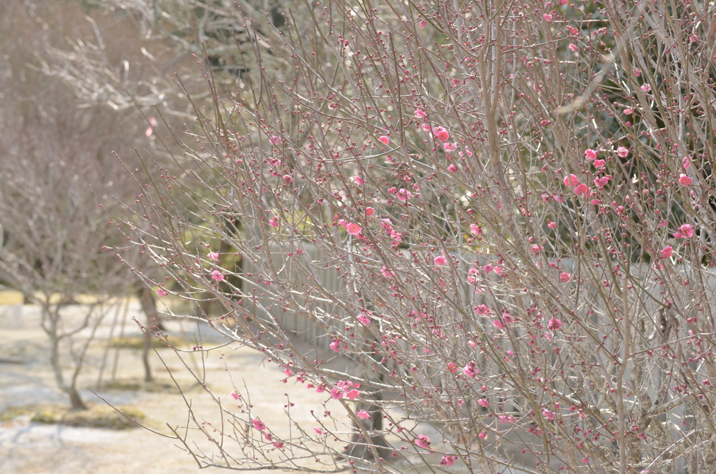 すこしずつ梅の花が