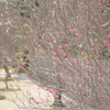 すこしずつ梅の花が