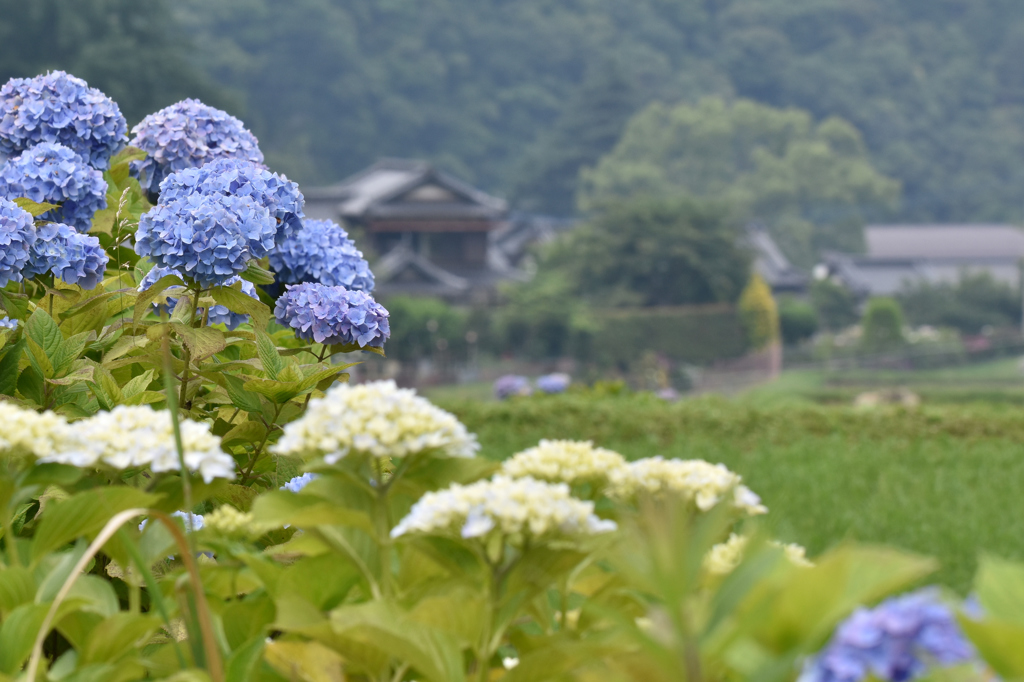 枝川内の風景