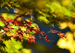 深耶馬渓の紅葉