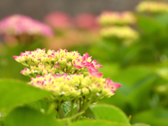 アジサイランドの紫陽花