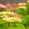 アジサイランドの紫陽花