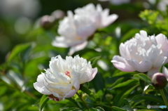 芍薬～しゃくやく～3