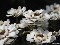 店先の花