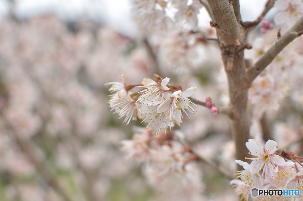 さくらんぼの花-2