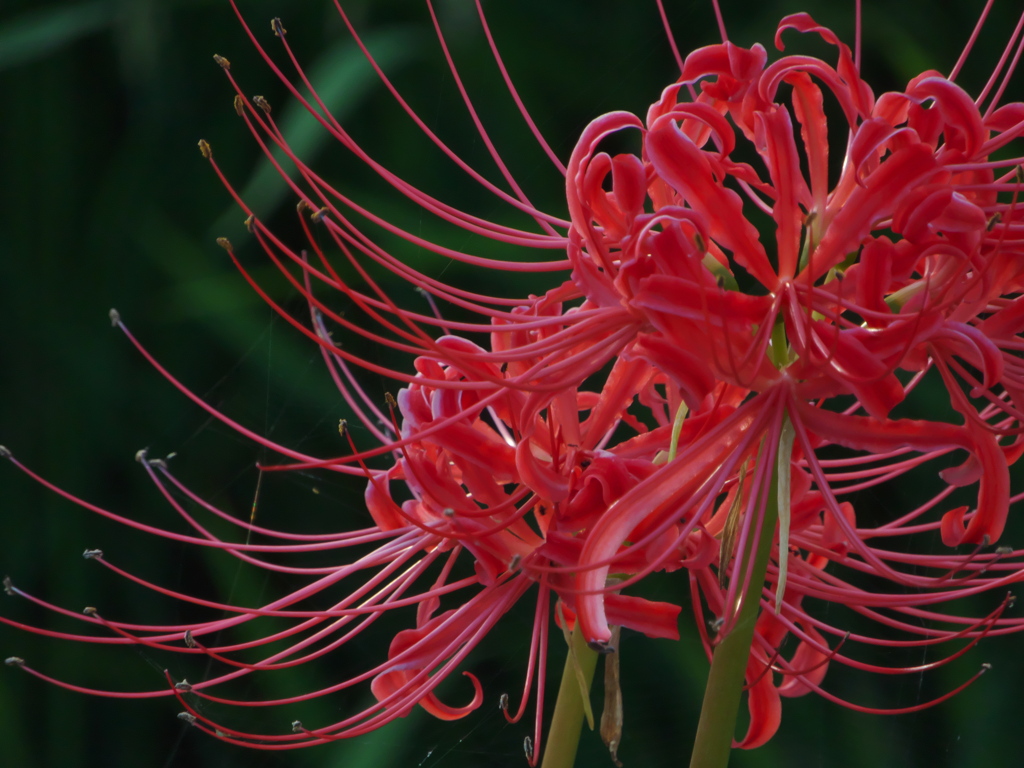 秋の花