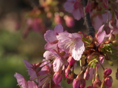 豊前市静豊園の河津さくら