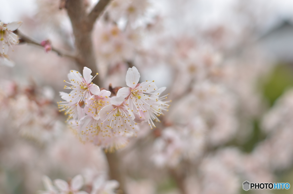 さくらんぼの花-1