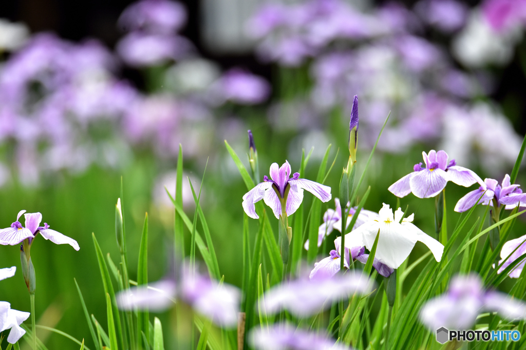 花菖蒲