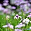 花菖蒲