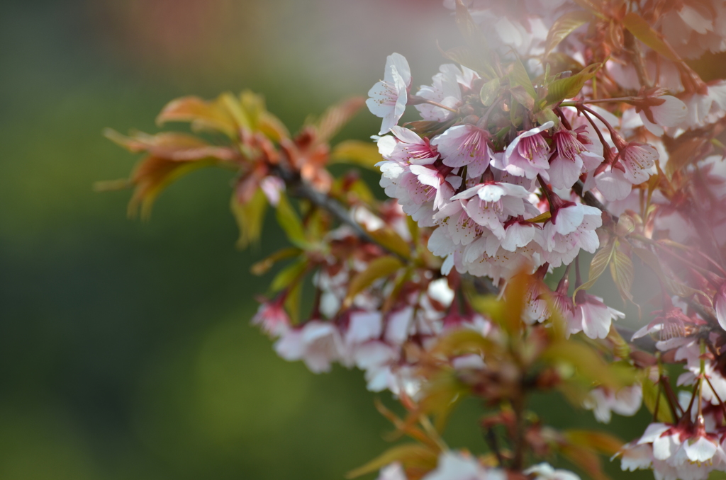 おかめ桜　（静豊園）