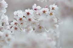 天地山公園の桜　2