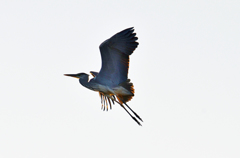 夕方の築城基地にいた鳥！