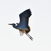 夕方の築城基地にいた鳥！