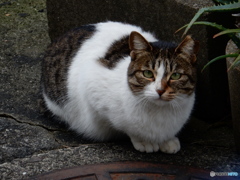 長崎のニャンコ