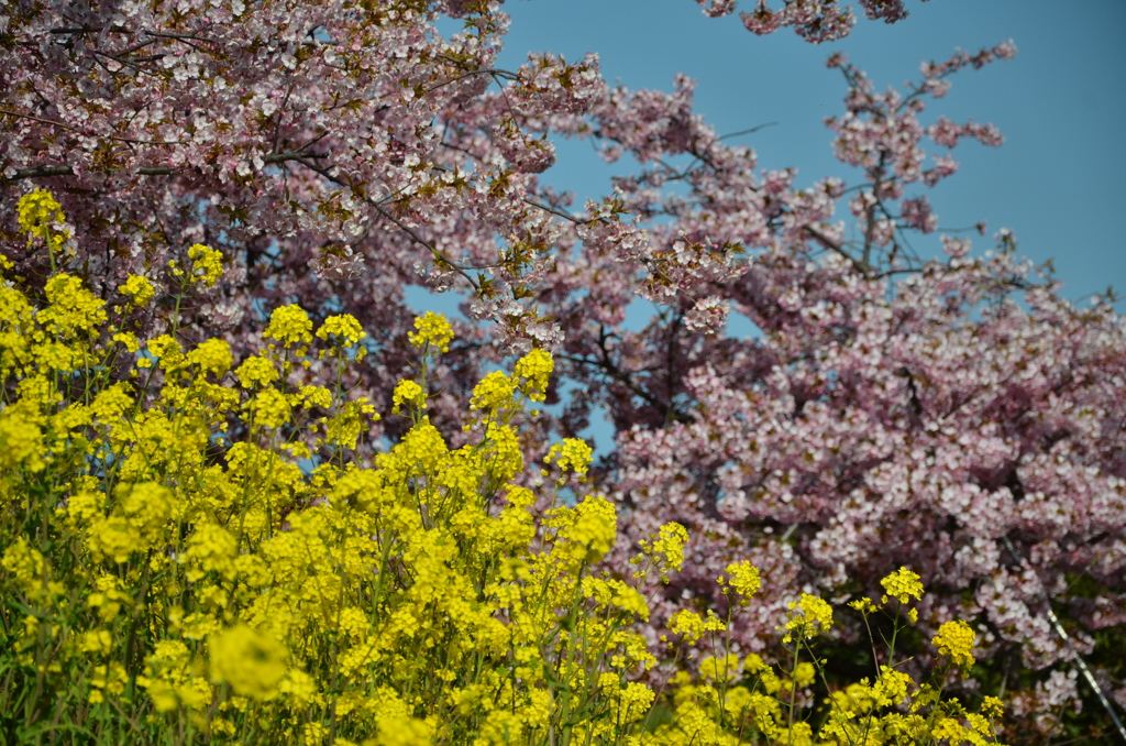 靜豊園の河津桜　