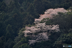 遠くの山肌にさく山桜