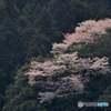 遠くの山肌にさく山桜