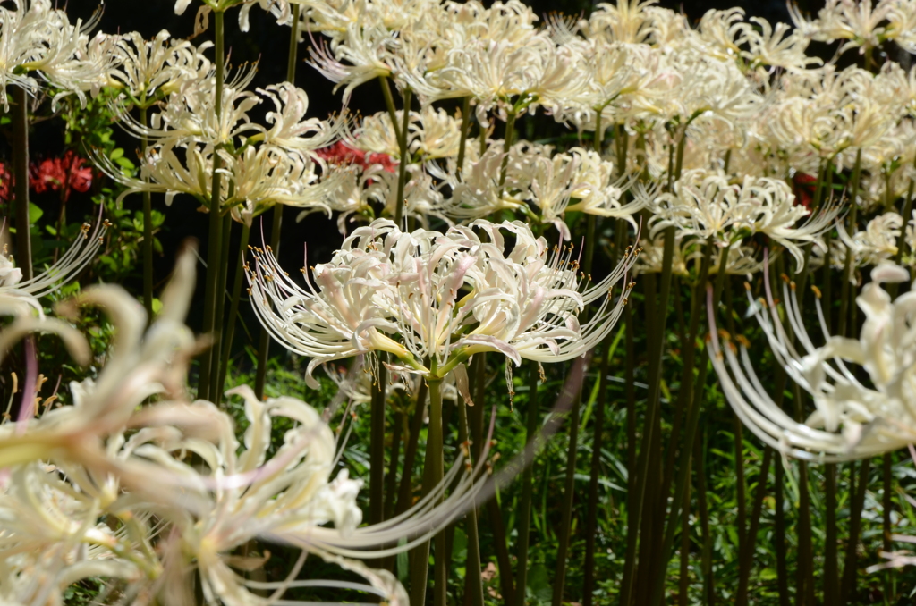 築上町　正光寺　白い彼岸花 1