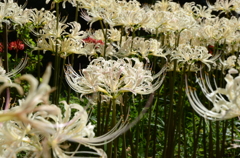 築上町　正光寺　白い彼岸花 1