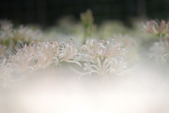 正光寺の白花