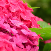 紫陽花