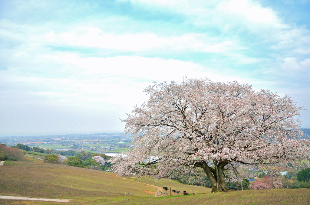 才尾の一本桜