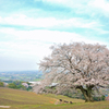 才尾の一本桜