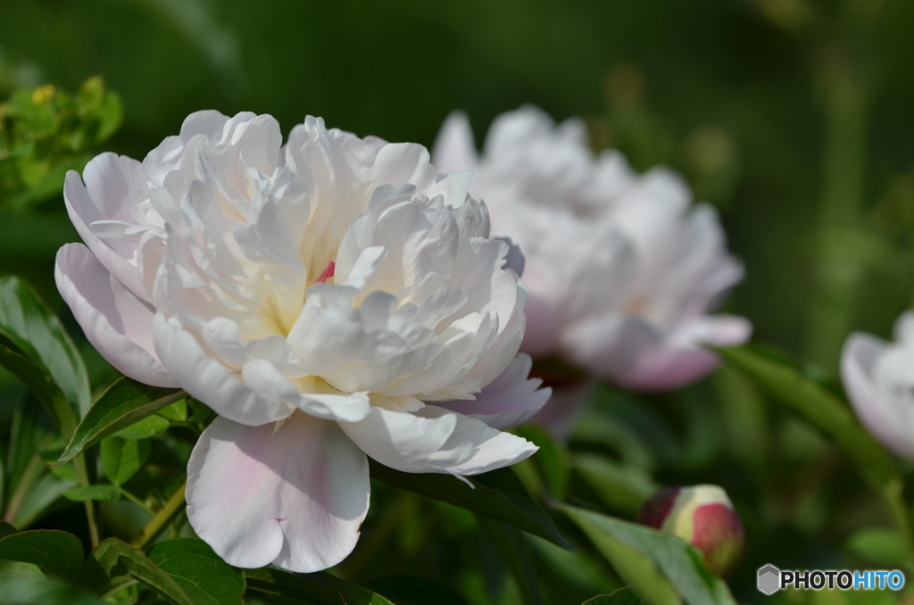 芍薬～しゃくやく～2