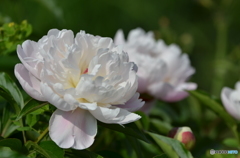 芍薬～しゃくやく～2