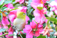 山茶花とメジロ　