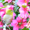山茶花とメジロ　