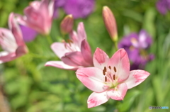 百合の花2