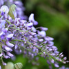 家の花　藤