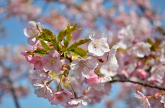 靜豊園の河津桜　